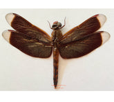 Neurothemis terminata (Java) A2